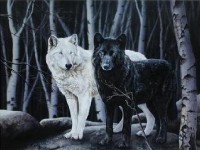 /album/secret-singing-wolves/wolves-1-jpg/